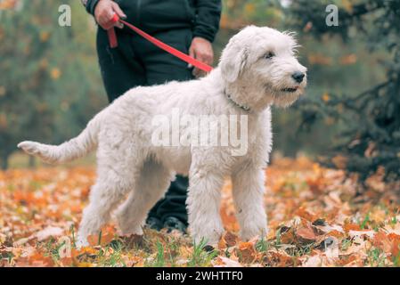 Weißer Hund der südeuropäischen Schäferrasse macht im Herbst einen Spaziergang mit seinem Wner im Park Stockfoto