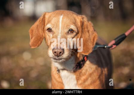 Hund, der im Herbst im Park einen roten Mischlingshund an der Leine führt Stockfoto