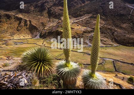 Puya Stockfoto