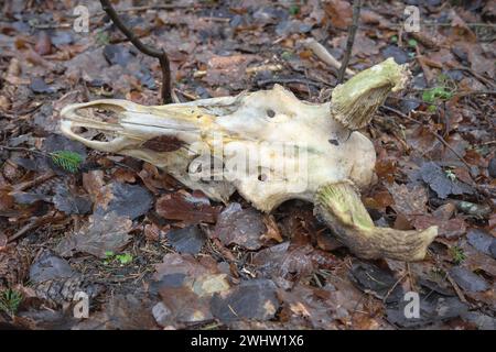 Nahaufnahme eines Hirschschädels auf verwelkten Blättern, selektiver Fokus. Stockfoto