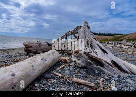 Ein großes Stück Treibholz liegt an Einem wunderschönen Sonnenstrand Stockfoto