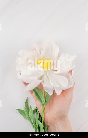 Weiße Pfingstrosenblüten auf Marmorhintergrund Stockfoto