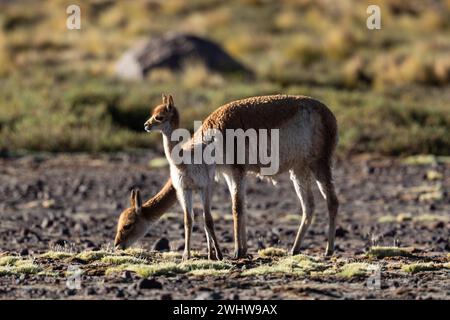 Ein junger Vikuna weidet mit seiner Mutter im chilenischen Grasland der Atacamawüste. Stockfoto