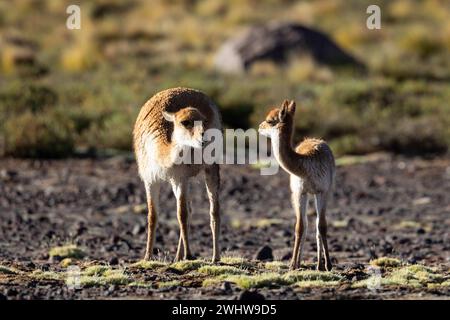 Ein junger Vikuna weidet mit seiner Mutter in der chilenischen Steppenlandschaft der Atacamawüste. Stockfoto