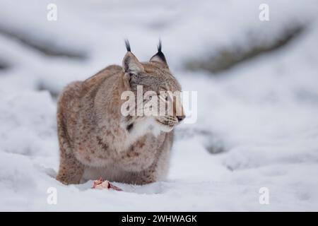 Eurasischer Lynx, Lynx Luchs, Winter Stockfoto