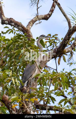 Blaureiher, Ardea herodias mit Hypostomus plecostomu im Schnabel, Costa Rica Stockfoto