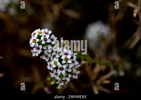 Detail der kleinen weißen Blüten von Süßalyssum (Lobularia maritima) auf dem Feld Stockfoto