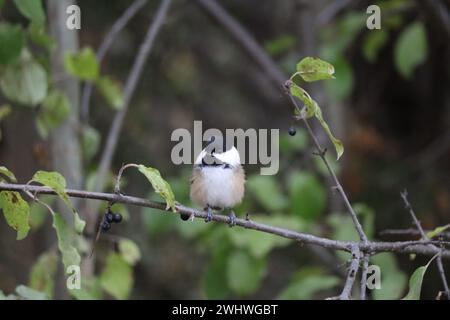 Ein Bild eines kleinen Chickadee mit schwarzem Deckel, der auf einem Zweig in der Lynde Shores Conservation Area bei Pickering, Ontario, thront. Stockfoto