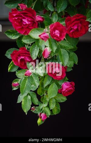 Ein großer Haufen roter Rosen hängt unten, in dunklem Hintergrund. Stockfoto