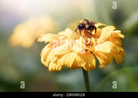 Die zottelige Hummel sitzt auf einer gelben Blume. Hummel saugender Nektar. Stockfoto