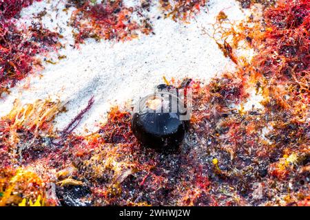 Verschiedene Arten von Seegrasgras Unkraut Algen auf Strandsand am Wasser in Playa del Carmen Quintana Roo Mexiko. Stockfoto