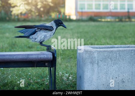 Schwarze Krähe (Corvus cornix), die in einem öffentlichen Raum am Rande einer Bank in der Stadt steht und in den Mülleimer schaut. Stockfoto