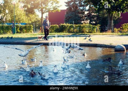 Ein Spaziergang durch den Stadtpark im Herbst mit einem Welpen in der Nähe eines Wasserkörpers, wo viele Möwen toben. Stockfoto