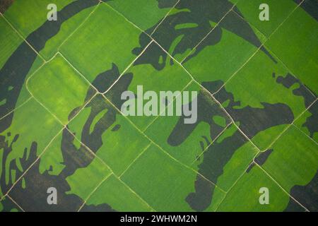 Blick auf das Porträt von Scheich Mujibur Rahman, der Vater der Nation Bangabandhu, Blick auf ein großes Mosaik aus violettem Reis auf dem Feld in Bogra, Bangladesch. Stockfoto