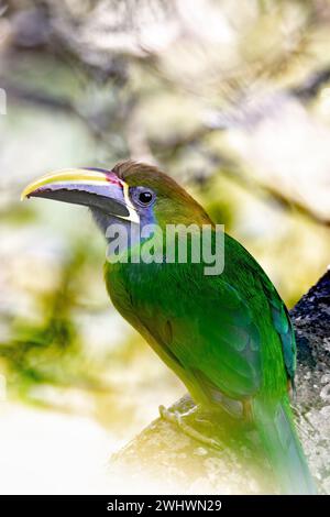 Emerald Toucanet - Aulacorhynchus prasinus, San Gerardo, Costa Rica Stockfoto