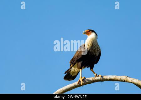 Cammcaracara, Caracara plancus, Puntarenas Costa Rica Stockfoto