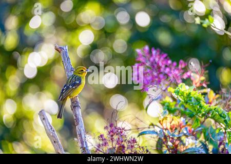 Flammenfarbenes Tanager-Weibchen - Piranga bidentata, San Gerardo de Dota, Costa Rica Stockfoto