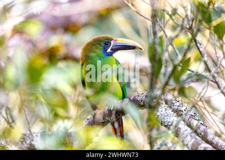 Emerald Toucanet - Aulacorhynchus prasinus, San Gerardo, Costa Rica Stockfoto