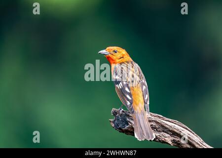 Flammenfarbener Tanagermännchen, Piranga bidentata, San Gerardo de Dota, Costa Rica Stockfoto