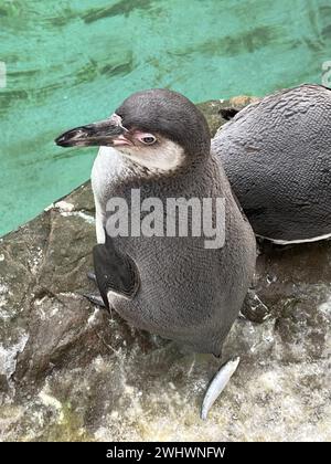 Humboldt Pengguin Stockfoto