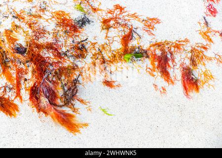 Verschiedene Arten von Seegrasgras Unkraut Algen auf Strandsand am Wasser in Playa del Carmen Quintana Roo Mexiko. Stockfoto