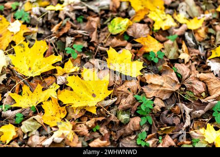 Follage im Herbst in Europa Stockfoto