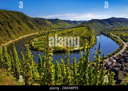 Moselschleife mit Weinbergen und St. Laurentius Kirche, Bremm, Rheinland-Pfalz, Deutschland Europa Stockfoto