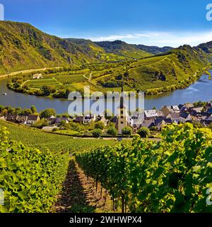 Moselschleife mit Weinbergen und St. Laurentius Kirche, Bremm, Rheinland-Pfalz, Deutschland Europa Stockfoto