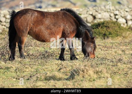 Dartmoor Pony bei Bonehill Rocks, Dartmoor, Devon, England, Großbritannien Stockfoto