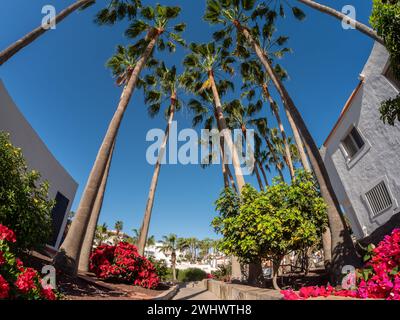 Malerischer Blick auf die wunderschöne Gasse mit Palmen und roten Blumen in der Nähe des Costa Calma Resorts auf Fuerteventura Insel im Sommer in Spanien Stockfoto