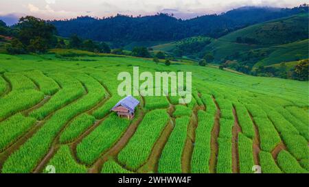 Drohnenblick auf das grüne Reisfeld in Chiangmai, Thailand Stockfoto