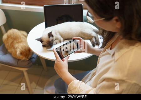 Katzenliebhaber weibliche Hände fotografieren ihre schöne Katze zu Hause Freundschaft Tierliebhaber Lifestyle Konzept. Stockfoto