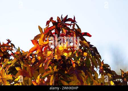 Grüne, gelbe und rote Herbstblätter eines Bernsteinbaums (amerikanischer Süßgum, Liquidambar styraciflua) Stockfoto