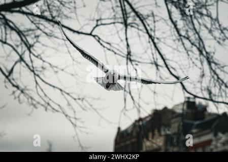 Schwarzköpfige Möwen, die über die Amsterdamer Kanäle streiften. Stockfoto