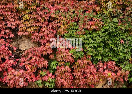 Die Wand ist mit Efeublättern in Rot und Grün bedeckt. Stein, Vorderansicht, Herbst, Detail, Früchte Stockfoto