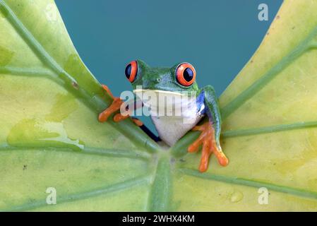 Roäugiger Baumfrosch auf gelbem Blatt Stockfoto