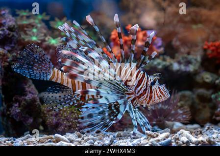 Giftiger Löwenfisch mit scharfen Flossen Stockfoto