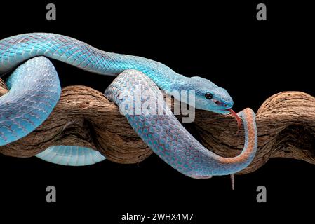 Die kleinen Sunda-Inseln in einem Baumzweig Stockfoto