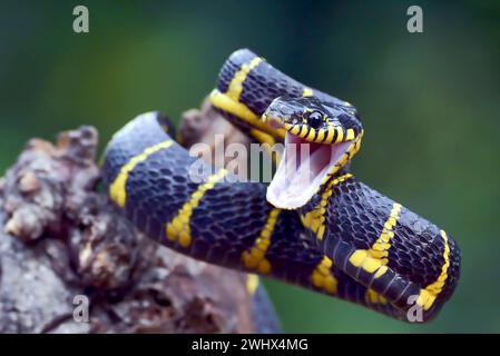 Die goldberingte Katzenschlange in Angriffsposition Stockfoto