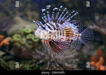 Giftiger Löwenfisch mit scharfen Flossen Stockfoto