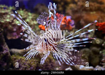 Giftiger Löwenfisch mit scharfen Flossen Stockfoto