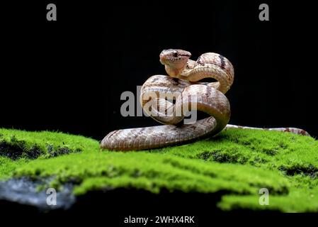 Hundezahnkatzenschlange in Angriffsposition Stockfoto