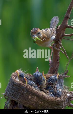 Vogel bringt ihren Küken Futter Stockfoto