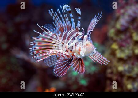 Giftiger Löwenfisch mit scharfen Flossen Stockfoto