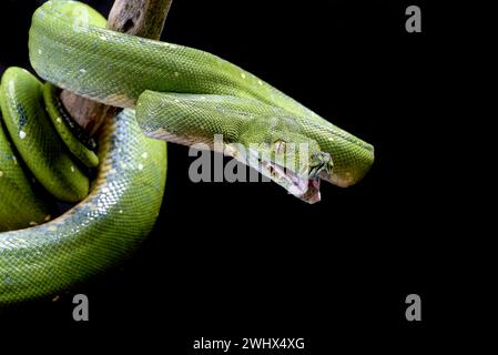 Grüner Baum phyton auf schwarzem Hintergrund Stockfoto