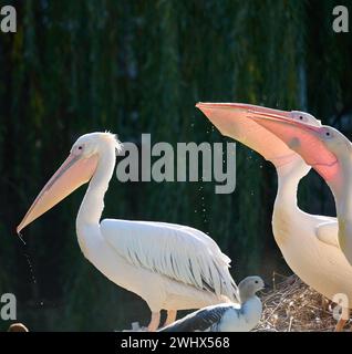 Eine Schar weißer Pelikane isst Fisch auf einem Teich Stockfoto