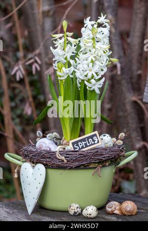 Weiße Hyazinthen-Blüten im alten Emailtopf im Garten Stockfoto