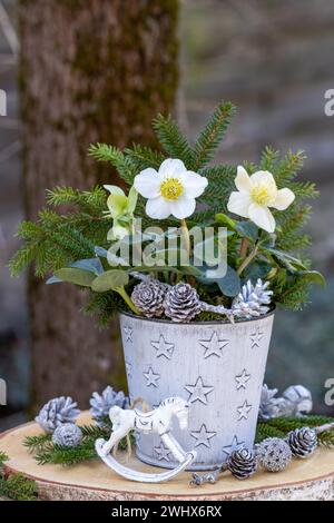 Gartengestaltung mit helleborus niger im Topf mit weihnachtsschmuck Stockfoto