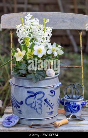 helleborus niger und weiße Hyazinthen im Rum-Topf im Garten Stockfoto