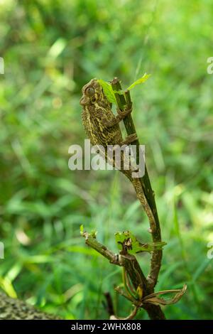 Trioceros rudis chamäleon im Wald Ugandas. Grobes Chamäleon jagt im Wald. Tiere, die die Hautfarbe ändern. Stockfoto